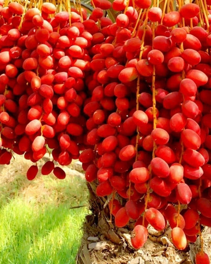 Red Barhi Date Palm Seeds (Phoenix dactylifera) – 35+ Premium Rare Sweet Red Date Seeds