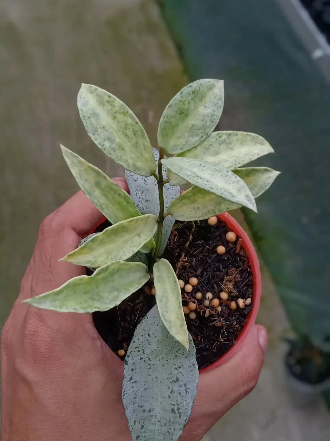 Hoya Lacunosa Winter Pandora Rare Tropical Indoor Outdoor Wax Plant – Premium Certified Rare Hoya Cuttings/Plants for Planting