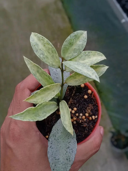 Hoya Lacunosa Winter Pandora Rare Tropical Indoor Outdoor Wax Plant – Premium Certified Rare Hoya Cuttings/Plants for Planting