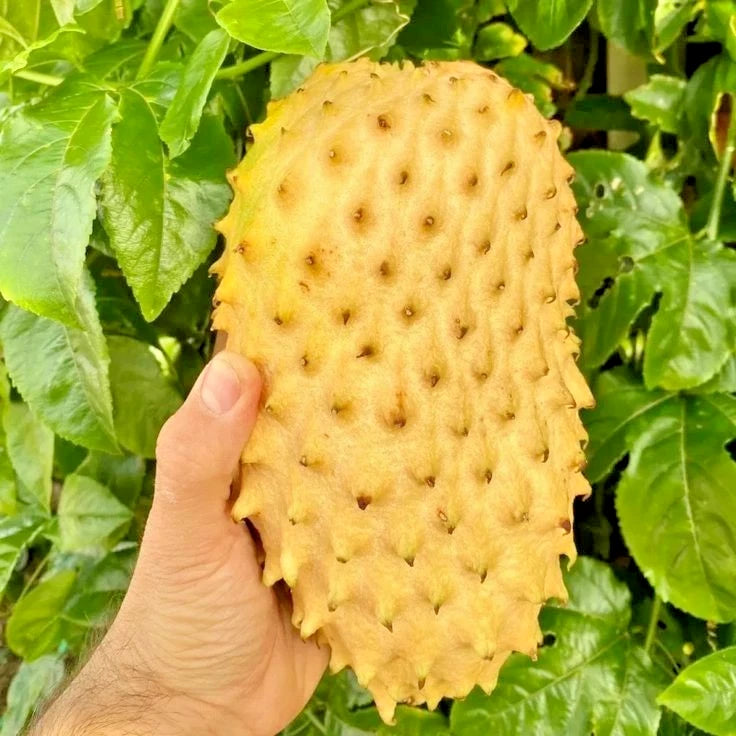 Premium Golden Soursop Seeds (Annona muricata) – Rare Yellow Graviola Heirloom Fruit Seeds for Planting (1,000+ Count Bulk Parcel)