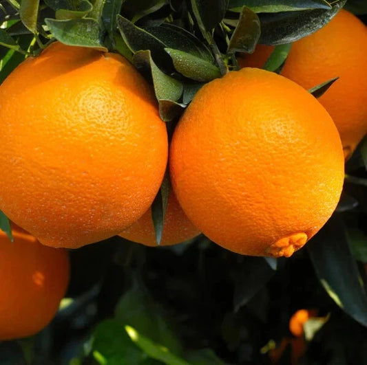 100++ Navel Orange Seeds (Citrus sinensis) – Premium Quality