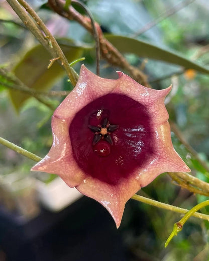 Rare Hoya Wallichii Subsp. Tenebrosa - Premium Lantern-Flower Exotic Tropical Wax Plant