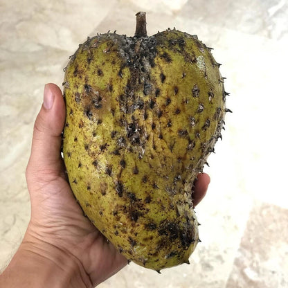 Premium Ratu Giant Soursop Seeds (Annona muricata var. Ratu) – Exotic Giant Custard Apple Fruit Seeds for Planting (100+ Pcs)