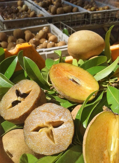Premium Chikito Dwarf Sapodilla Seeds (Manilkara zapota var. Chikito) – Compact Chico Zapote Exotic Fruit Seeds for Planting (35+ Pcs)