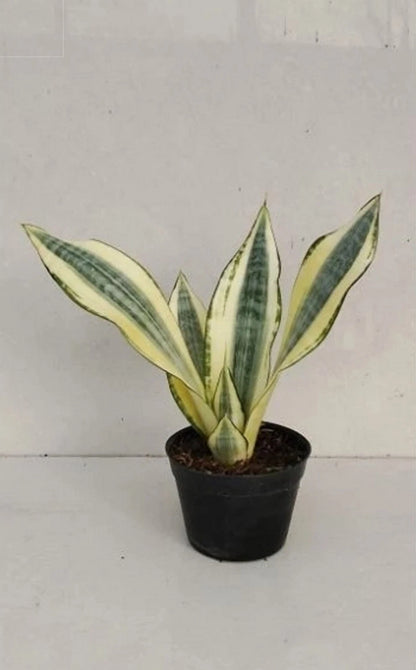 Rare Sansevieria Futura Hendrika Mutation Live Plant - Premium Collector Indoor Houseplant