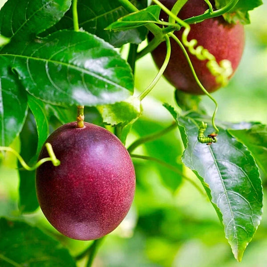 150++ Purple Passion Fruit Seeds (Passiflora edulis var. Purple Passion Fruit) – Premium Quality