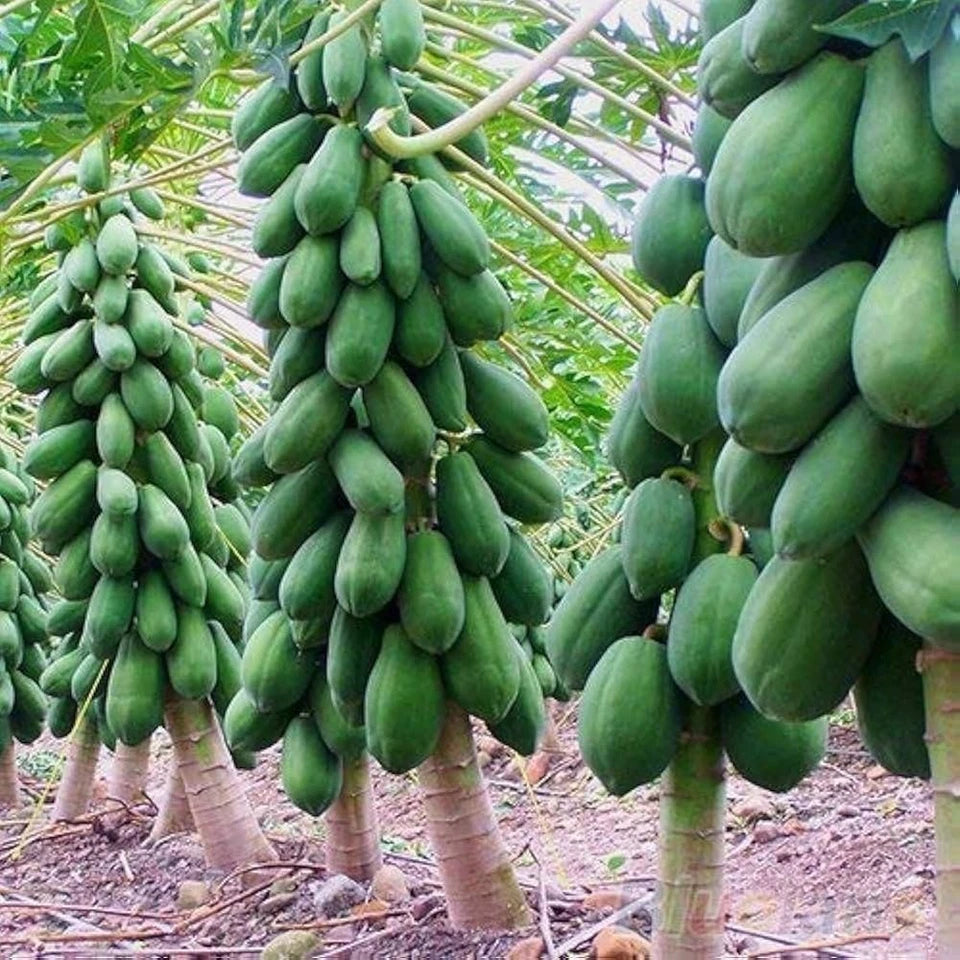 1.000+ Dwarf Red Lady Papaya Seedss (Carica papaya) For Planting
