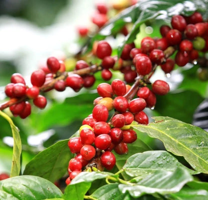 Premium Parainema Coffee Seeds (120+ pcs) - Authentic Coffea sp. Award-Winning Exotic Coffee Tree