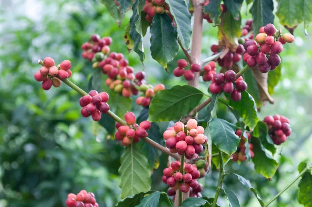 TimTim Coffee Seeds (120+ Bulk Seeds, Coffea arabica hybrid TimTim) – Premium Indonesian Specialty Coffee Plant Seeds for Planting