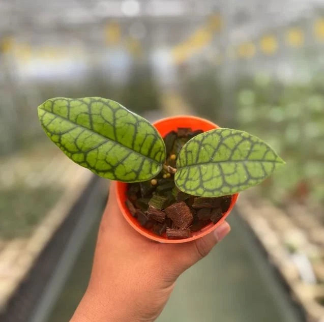 Stunning Hoya Calistophylla 'Black Octopus' – Rare Tropical Indoor & Outdoor Wax Plant