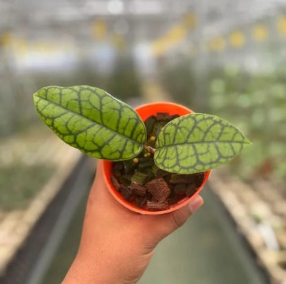 Stunning Hoya Calistophylla 'Black Octopus' – Rare Tropical Indoor & Outdoor Wax Plant