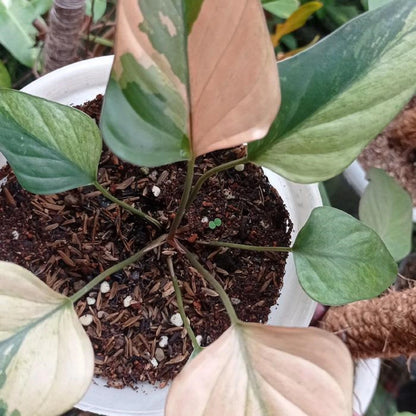 Homalomena 'Pink Diamond' Variegated – Rare Pink Tropical Aroid