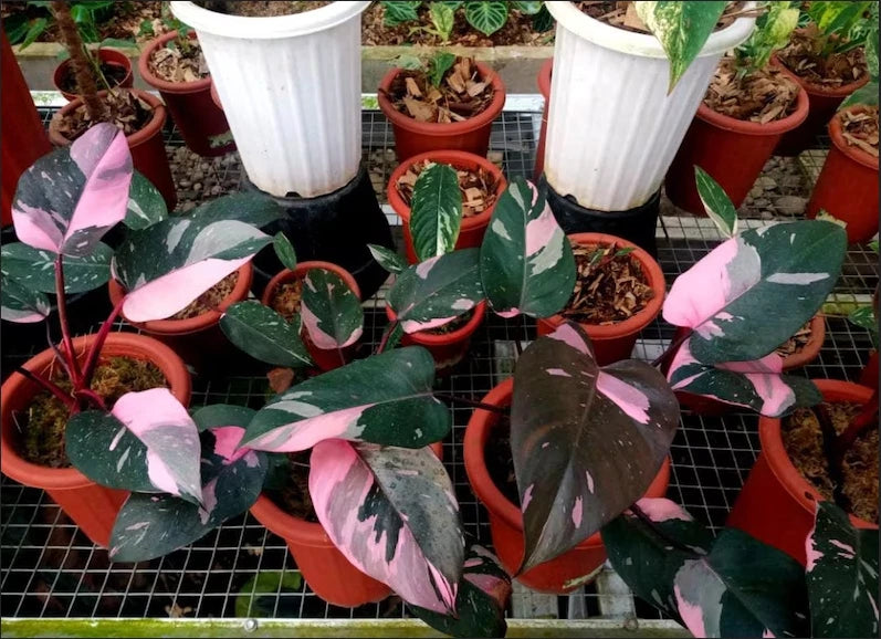 Philodendron 'Black Cherry' – Rare Tropical Aroid