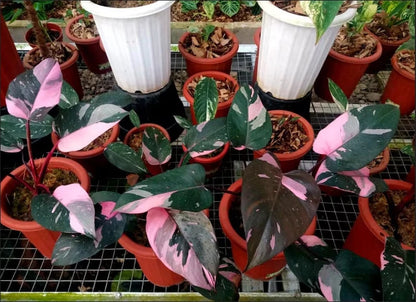 Philodendron 'Black Cherry' – Rare Tropical Aroid