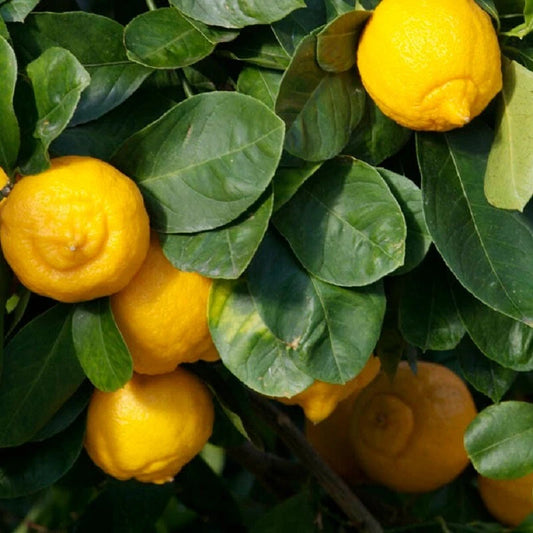 2,000+ Limonetta Sweet Lemon Seeds (Citrus limetta) – Premium Sweet Mediterranean Limetta & Exotic Citrus Fruit Tree Seeds for Planting
