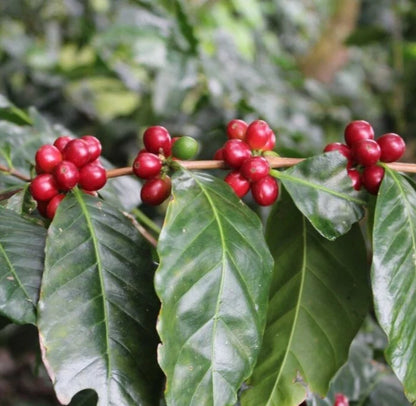 120+ Sidamo Coffee Seeds (Coffea sp. / Legendary Ethiopian Heirloom Arabica Coffee Cultivar Bean Seeds) – Premium Botanical Specimen Plant Seeds for Planting