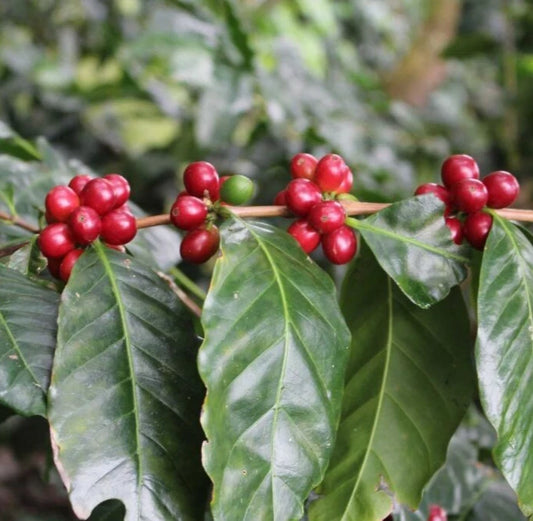 120+ Sidamo Coffee Seeds (Coffea sp. / Legendary Ethiopian Heirloom Arabica Coffee Cultivar Bean Seeds) – Premium Botanical Specimen Plant Seeds for Planting