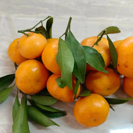 100+ Mandarin Orange Seeds (Citrus reticulata / Sweet Tangerine / Easy-Peel Citrus Tree) – Premium Exotic Fruit Tree & Orchard Seeds for Planting