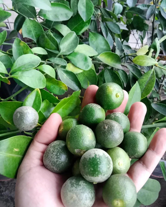 100+ Calamansi Kasturi Orange Seeds (Citrus microcarpa / Calamondin / Acid Citrus Tree) – Premium Exotic Fruit Tree & Orchard Seeds for Planting
