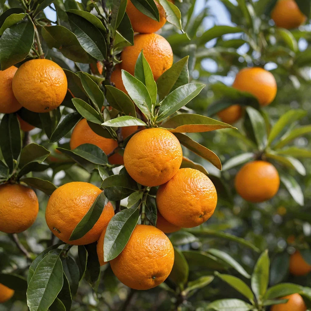 Hamlin Orange Seeds (Citrus sinensis) – 100+ Premium Sweet Orange Seeds