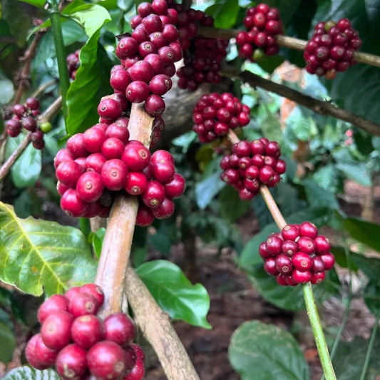 120+ Kent Coffee Seeds (Coffea arabica var. 'Kent') – Premium Heirloom Indian Specialty Arabica Bean Tree Seeds for Planting
