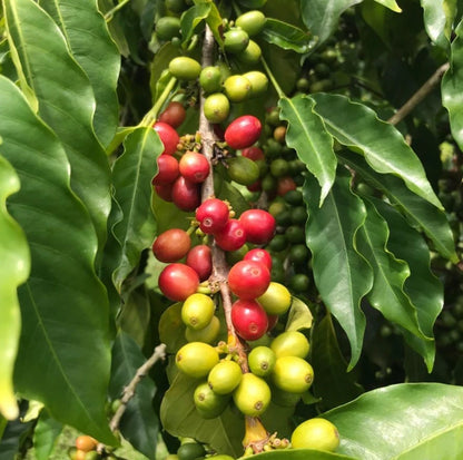 Ateng Jaluk Coffee Seeds (Coffea arabica) – 120+ Premium Coffee Beans