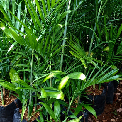 Chamaedorea elegans - Classic Parlor Palm Indoor Houseplant