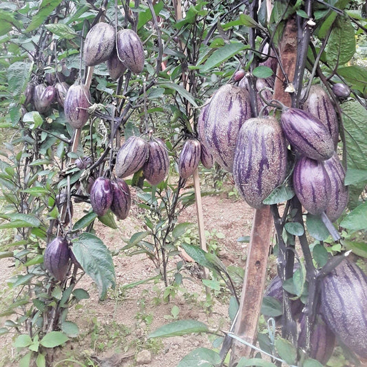 100+ Purple Pepino Seeds (Solanum muricatum) | Exotic Melon Pear Fruit | Sweet Edible Plant | Rare Fruit Seeds