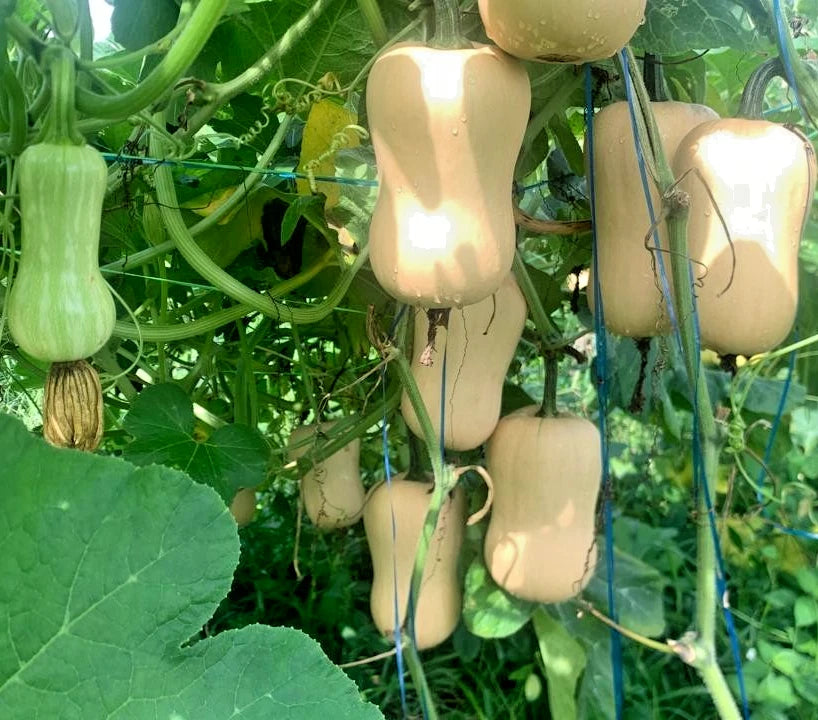 Jacqueline Honey Butternut Squash (Cucurbita moschata) – 100+ Premium Seeds