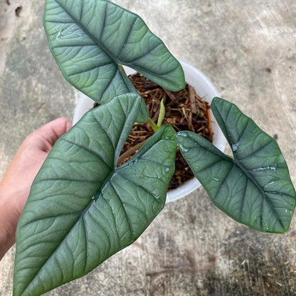 Alocasia Bhisma - Rare & Architectural Tropical Collector's Plant