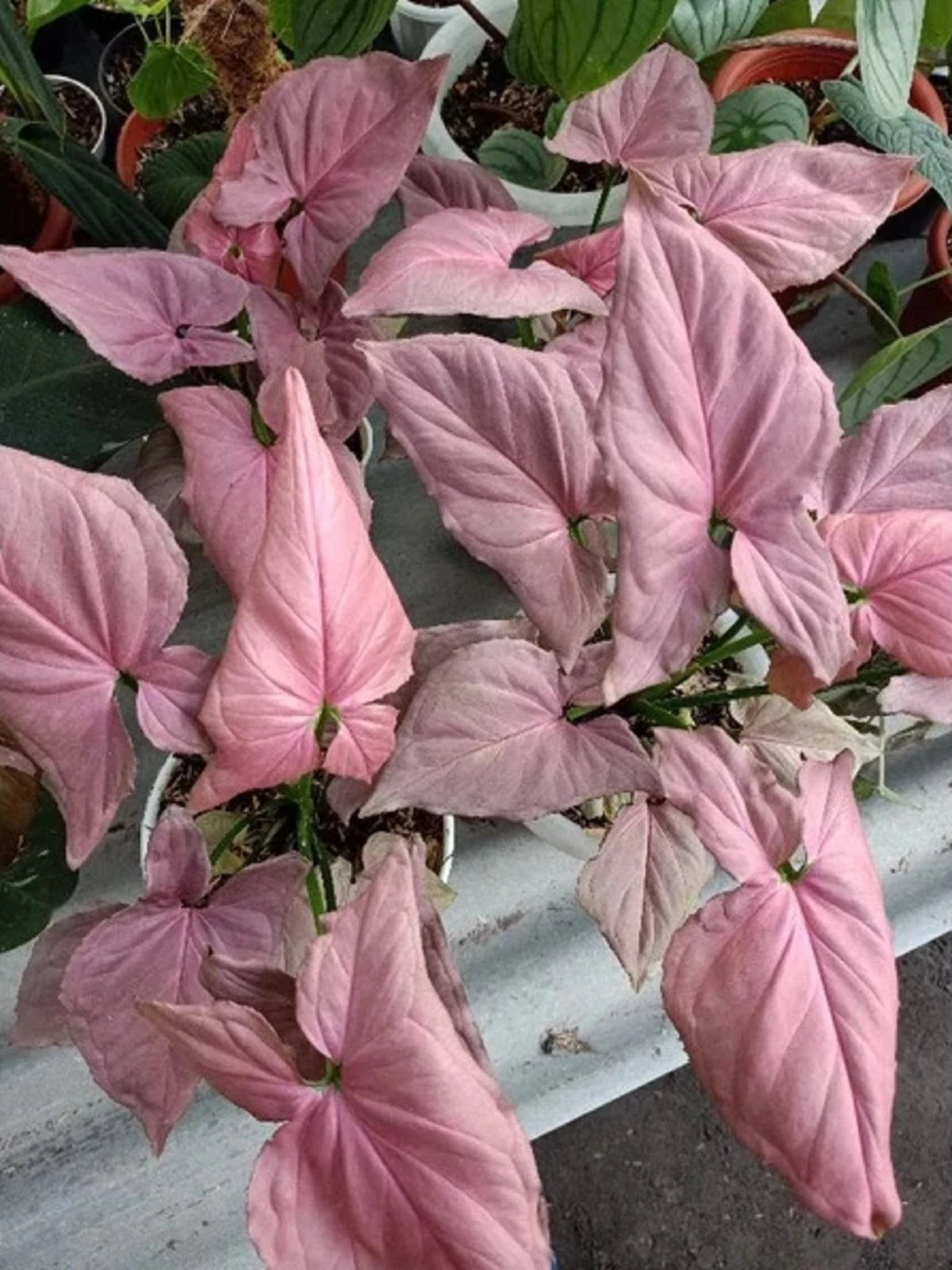 Syngonium 'Pink Perfection' Variegated – Rare Aroid Collector’s Specimen