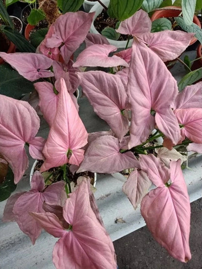 Syngonium 'Pink Perfection' Variegated – Rare Aroid Collector’s Specimen