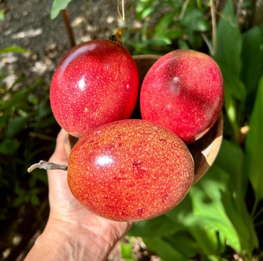 150+ Red Passion Fruit Seeds (Passiflora edulis) – Premium Purple Granadilla & Exotic Fruiting Vine Seeds for Planting