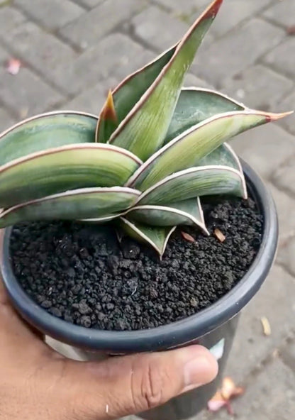 Sansevieria 'Rorida' Variegated - Rare Tropical Snake Plant