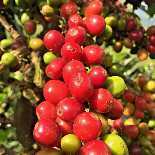 120+ Red Caturra Coffee Seeds (Coffea arabica var. 'caturra') – Premium Dwarf Arabica Bean Tree & Specialty Plantation Seeds for Planting