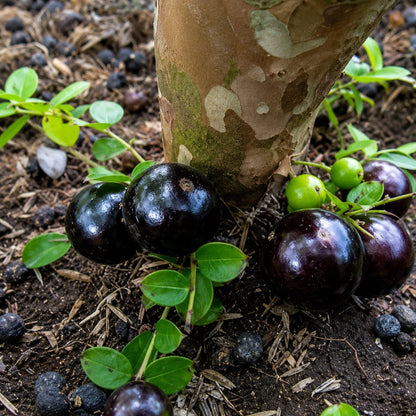 Jaboticaba Sabara - Rare Brazilian Grape Tree (Grafted)