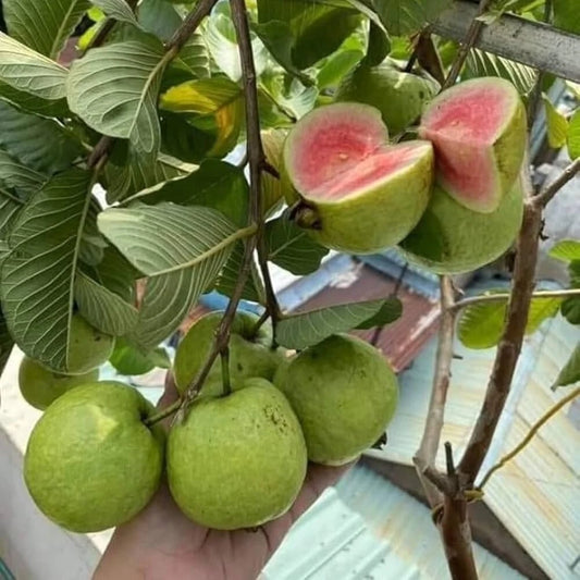 250+ Red Diamond Guava Seeds (Psidium guajava var. 'Red Diamond') – Premium Deep Red & Sweet Crisp Tropical Fruit Tree Seeds for Planting