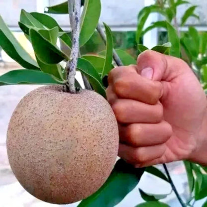 35+ Fresh Jumbo Sapodilla Seeds (Manilkara zapota) var. Giant Sapodilla – Premium Certified Large Tropical Fruit Tree Plant Seeds for Planting