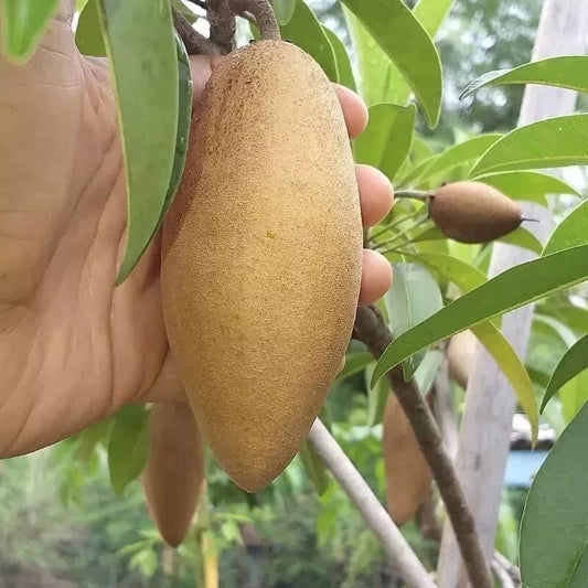 35+ Sapodilla Mentimun Seeds (Manilkara zapota var. 'Mentimun') – Rare Cucumber-Shaped Sweet Chiku & Tropical Fruit Tree Seeds for Planting