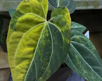 Anthurium Black Venom Variegated – Mature Original Ultra-Rare Dark Velvet Specimen (Real Picture Verified)