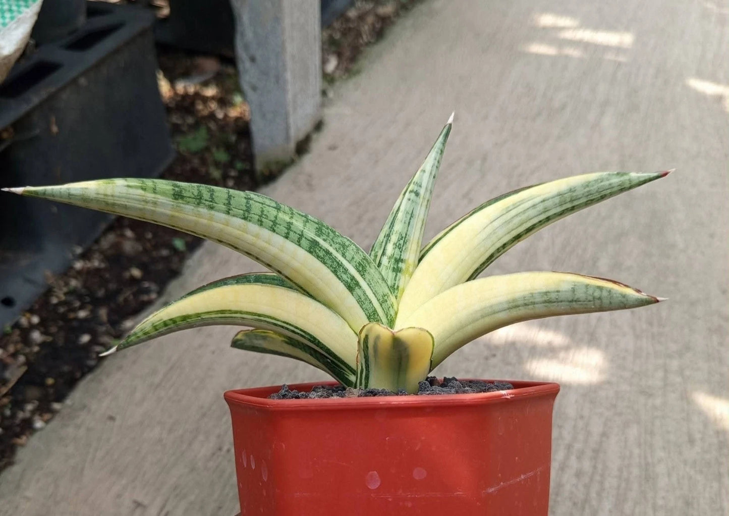 Sansevieria Marsha Green Form Variegated - Rare Tropical Snake Plant