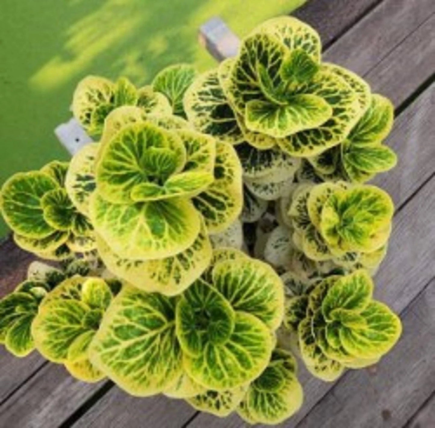Codiaeum 'Croton Apple Moonlight' - Rare Tropical Foliage Specimen