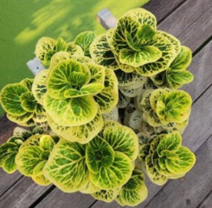 Codiaeum 'Croton Apple Moonlight' - Rare Tropical Foliage Specimen