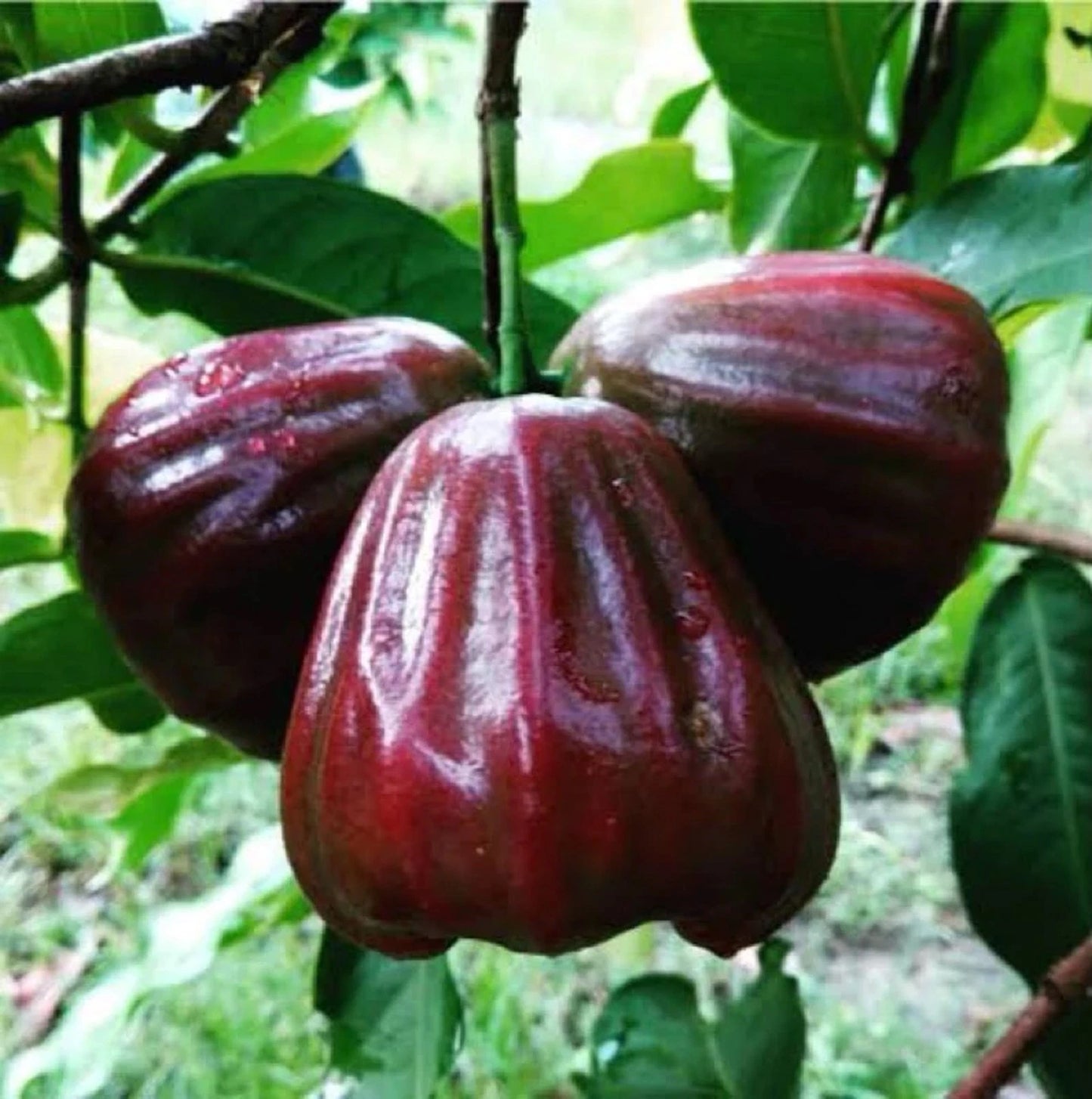 Black Kingkong Water Apple (Jambu) Grafted Fruit Tree - Rare Tropical Wax Apple