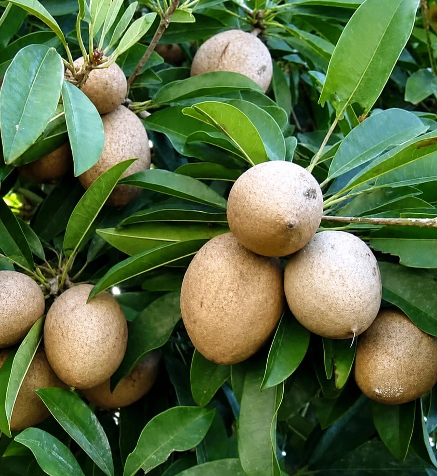Local Grafted Sapodilla (Sawo) – Sweet Tropical Fruit Tree (Small Size)
