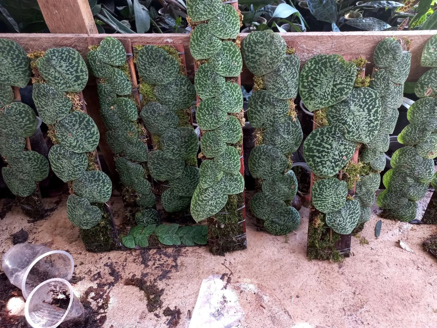 Rare Scindapsus Snake Scale Stabilo Sp. Borneo - Premium Exotic Tropical Shingle Plant Live Plant