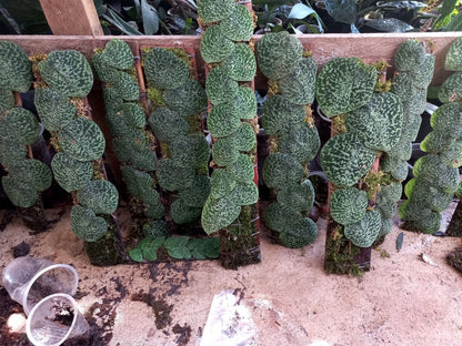 Rare Scindapsus Snake Scale Stabilo Sp. Borneo - Premium Exotic Tropical Shingle Plant Live Plant