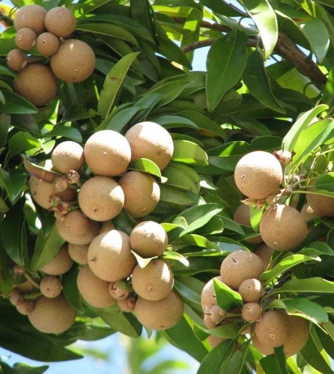 Guthi Sapodilla Seeds (Manilkara zapota) – 35 Premium Sweet Chico Zapote Seeds