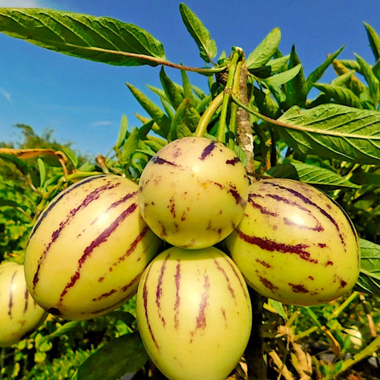500+ Golden Pepino Seeds | Solanum muricatum | Melon Pear Fruit Seeds | Sweet Exotic Fruit Plant