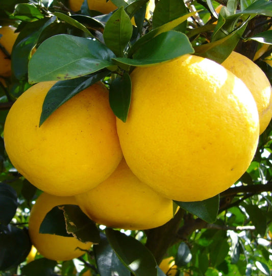 Hime-kawachi Bankan Orange Seeds (Citrus kawachiensis / 100+ Premium Japanese Sweet-Acid Citrus Fruit Seeds) – Premium Exotic Botanical Specimen Plant Seeds for Planting